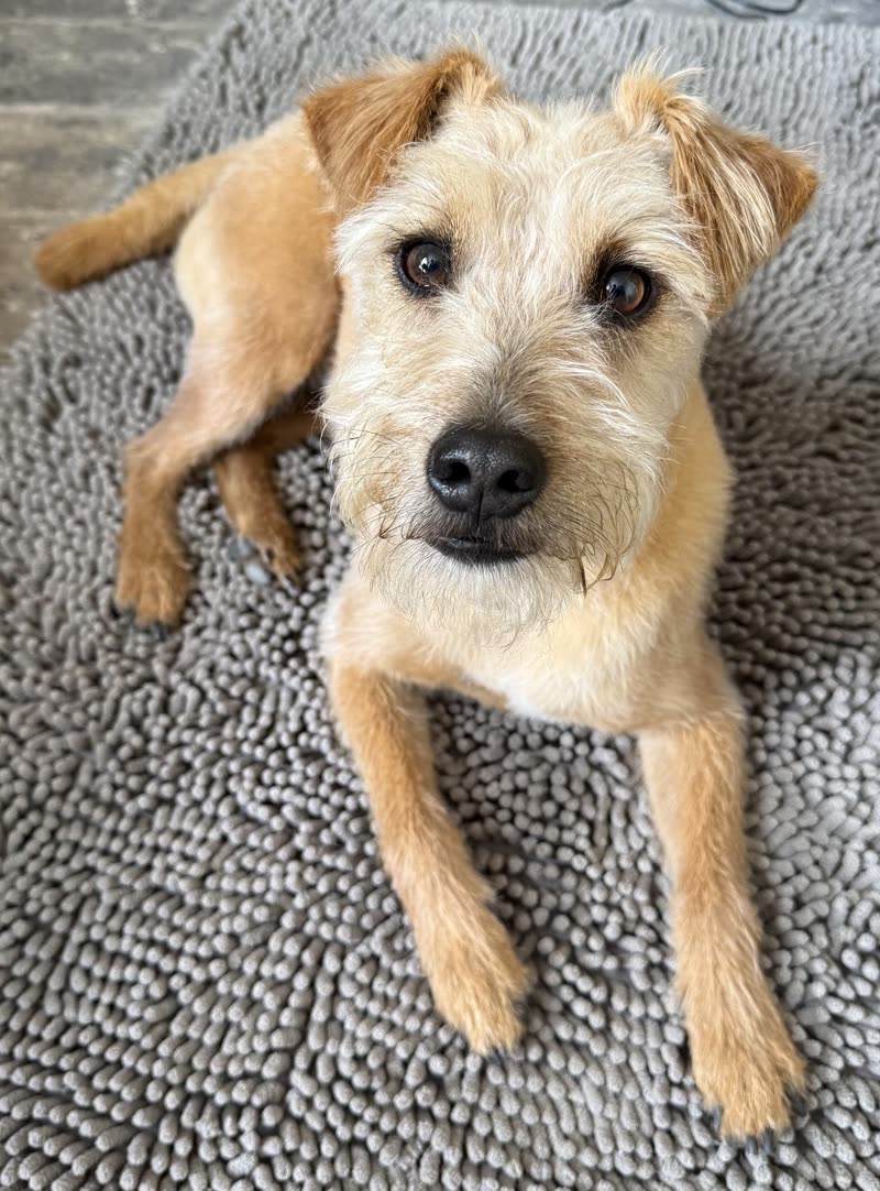 A tan terrier-type dog resting on a grey rug
