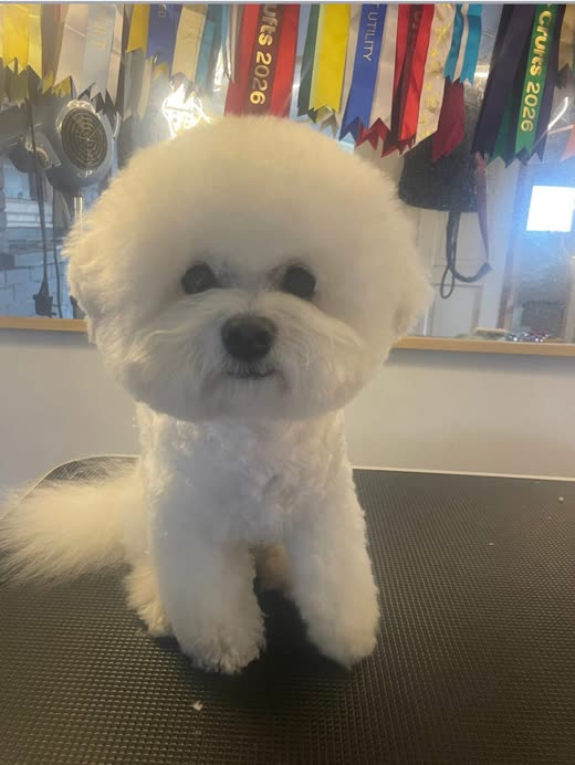 A freshly groomed white Bichon Frise sitting on a grooming table