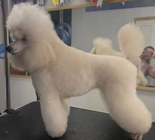 A white poodle in a full scissored show-style trim, side-on on the grooming table