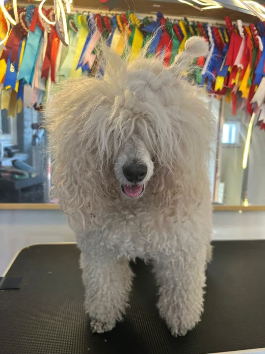 A large cream curly-coated doodle standing on the grooming table