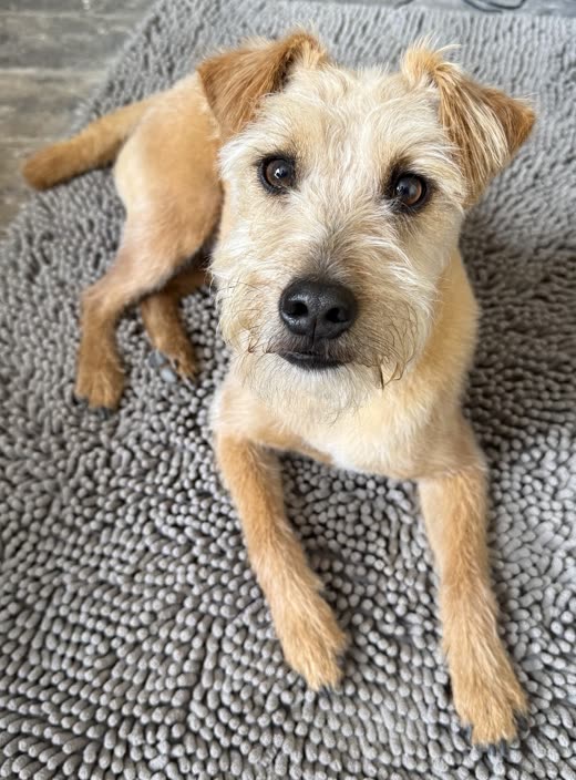 A scruffy tan terrier-type dog lying on a rug, looking up